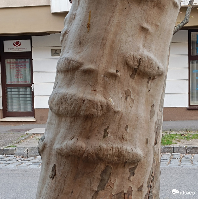 Természet