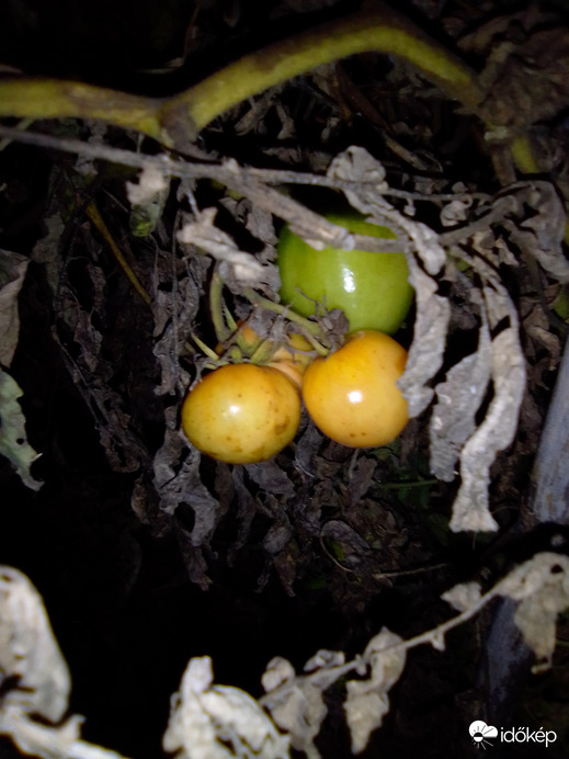 Fagyasztott paradicsom...