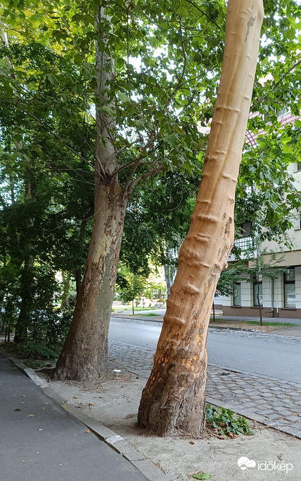 Szomszédok 