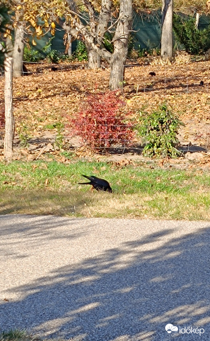 Érdekes kép egy varjúról