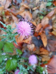 Még mindig kitartanak!