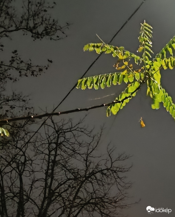 Gyöngyök a villanyvezetéken