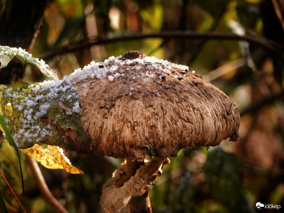 Megcukrozott Őzlábgomba 