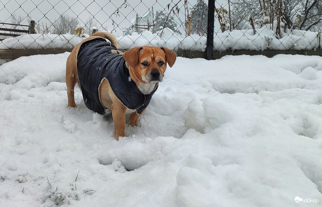Nem tud dönteni, kint vagy bent :D