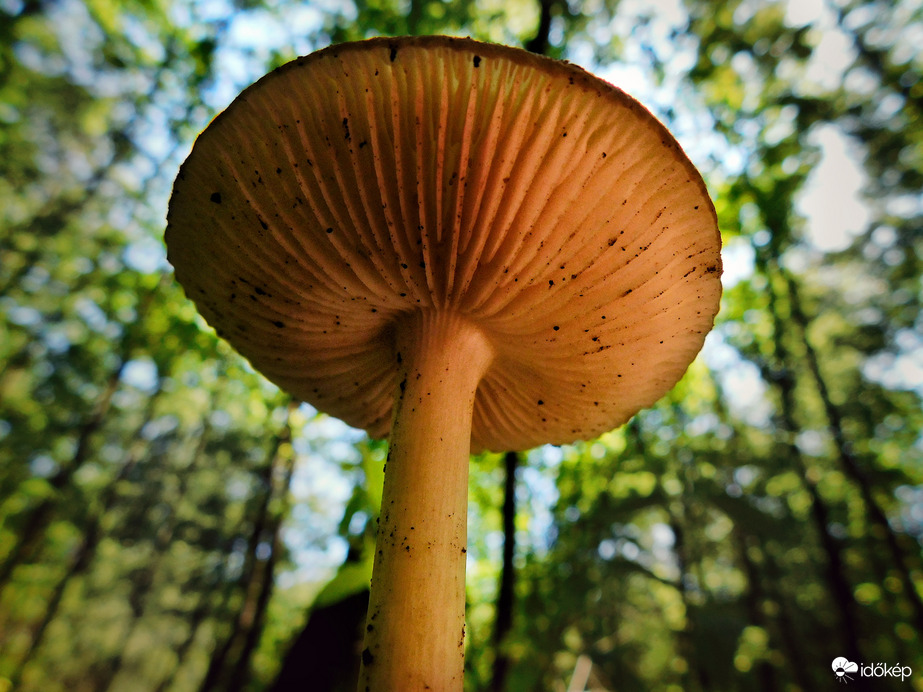 Sok eső után kincsekkel tele az erdő 