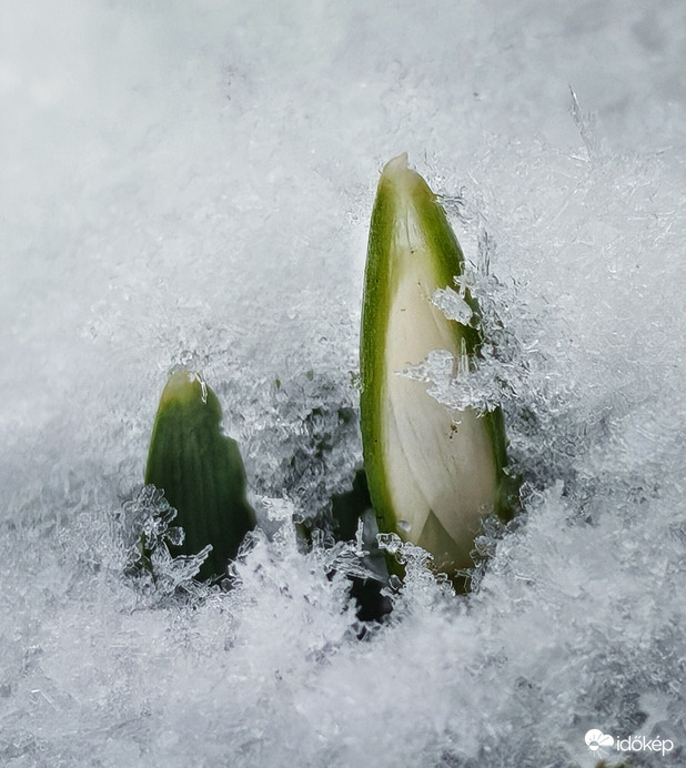 Nem mert kinyílni a hóvirág sem 