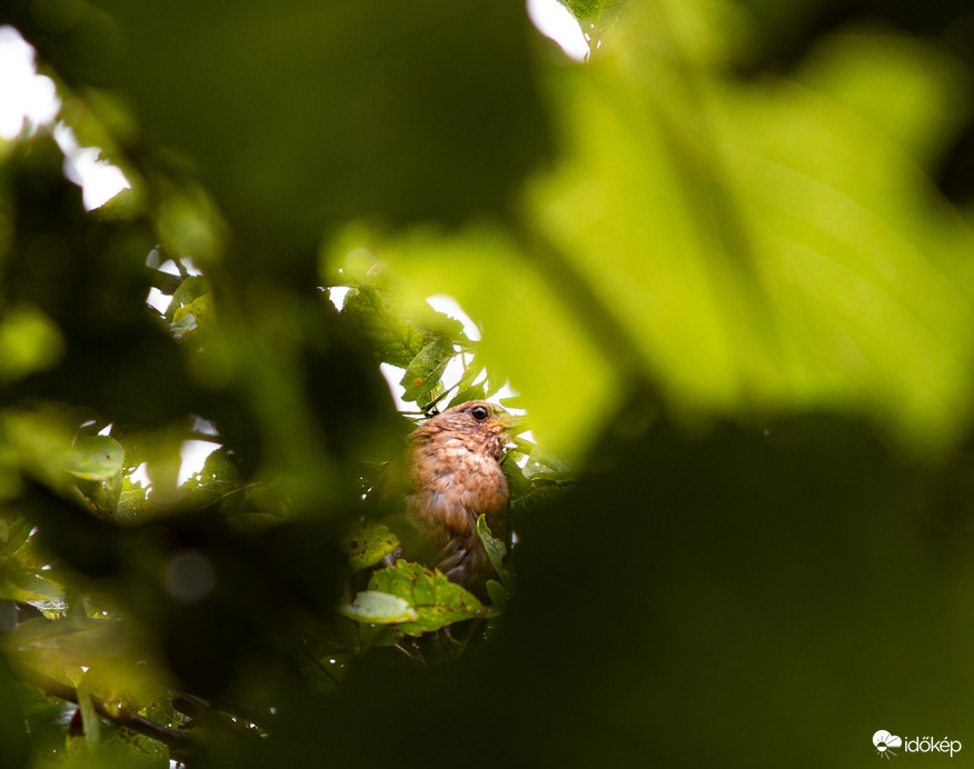 Várja lesz e még következő zápor 