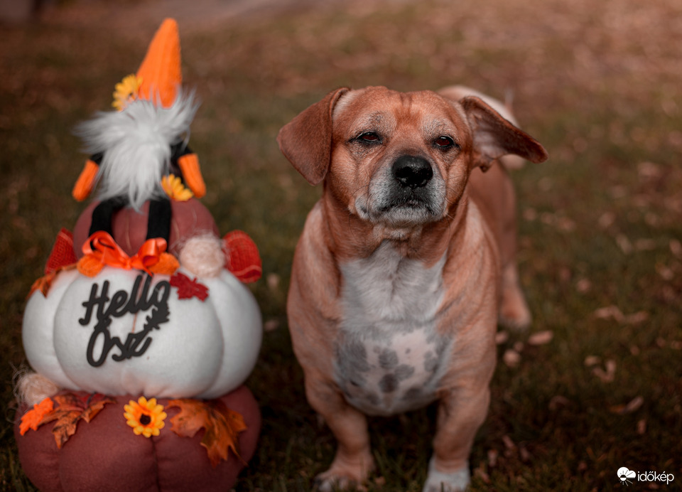 Fület lobogtató szél van kint :D 