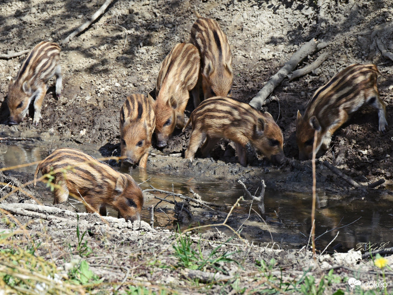 Vadmalac-(Sus scrofa)-ok a kis csíkosak