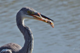 Szürke gém (Ardea cinerea) hallal