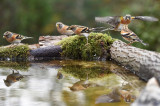 Fenyőpinty-(Fringilla montifringilla)-ek