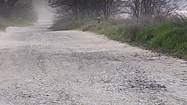 Halásztelek
