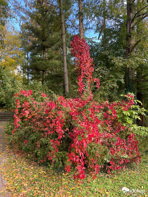 Tiszafa vadszőlővel benőve 