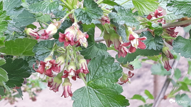 Josta válik belőle