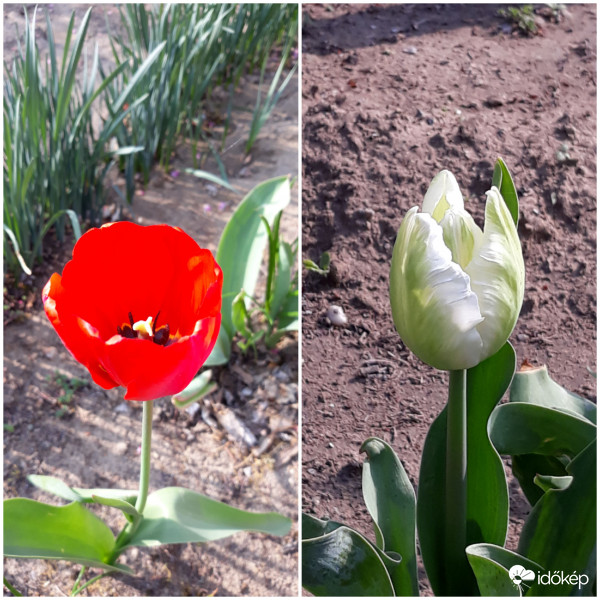 Piros, fehér, zöld