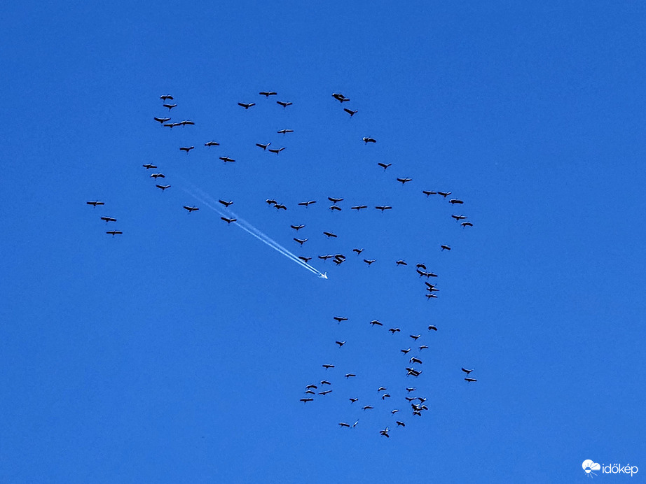 Darvak Veszprémből. 