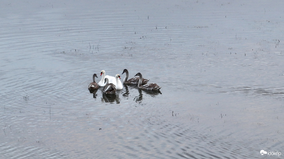 Családi kupaktanács