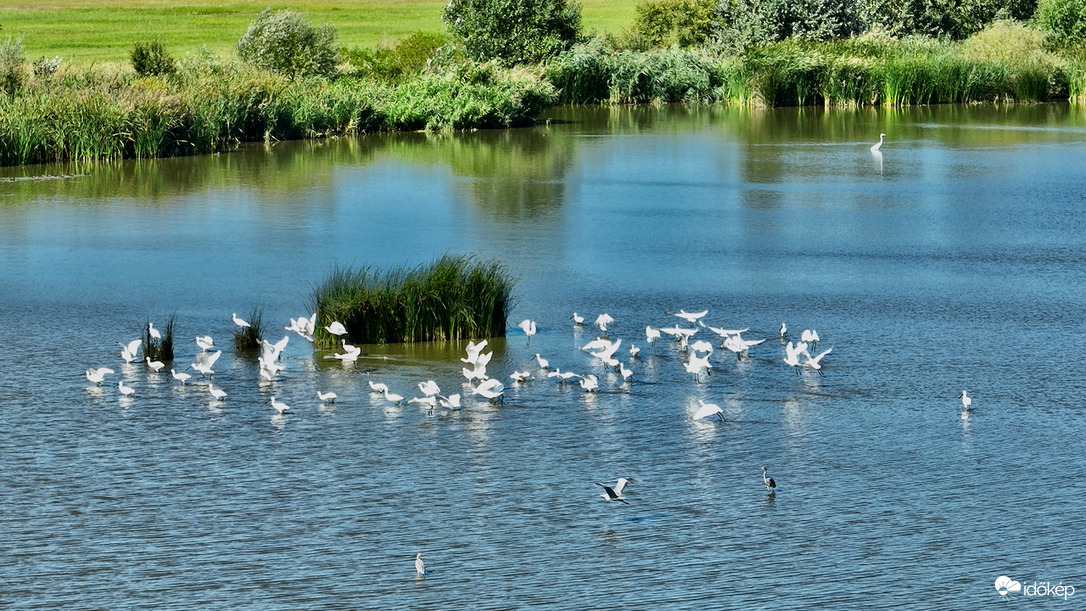 Hatalmas kanalasgém-csoport