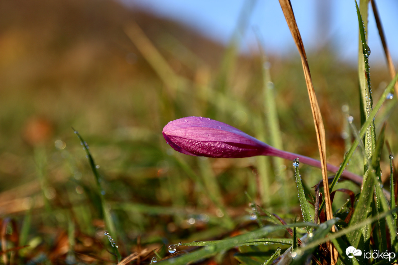 Őszi kikerics bimbó
