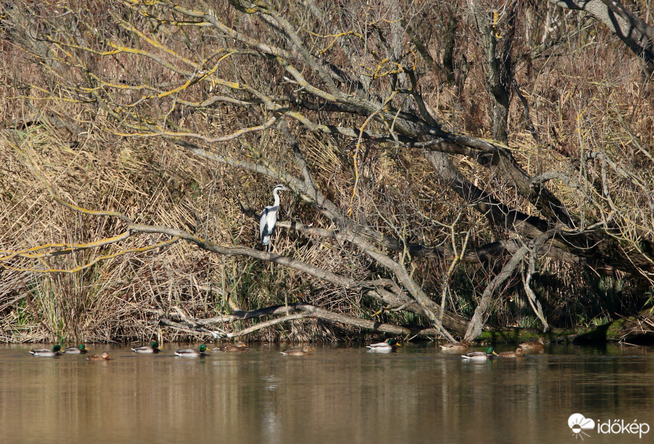 Nagy a forgalom a szürkegém alatt