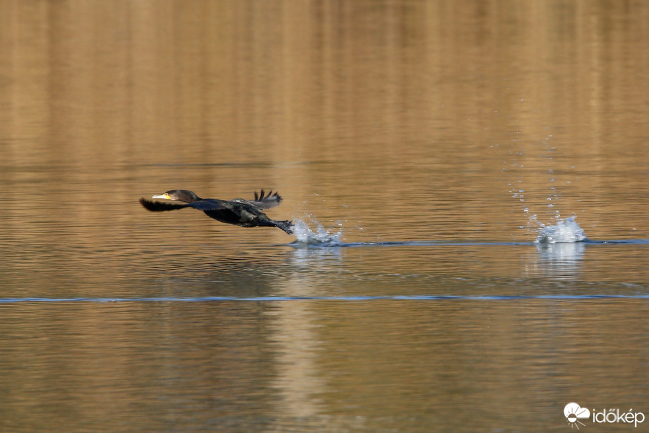 Start - felszálló nagy kárókatona
