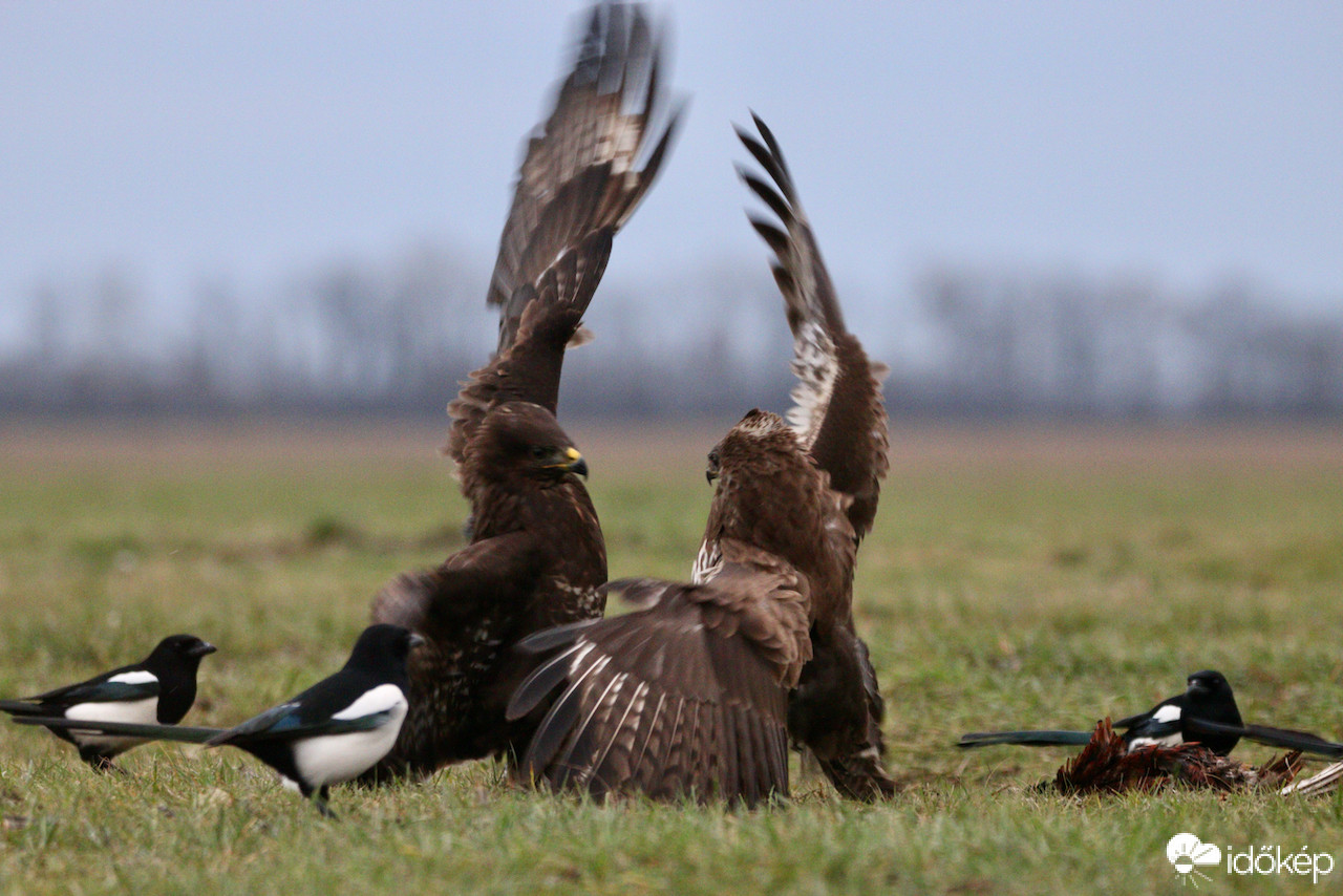 Baráti üdvözlés...