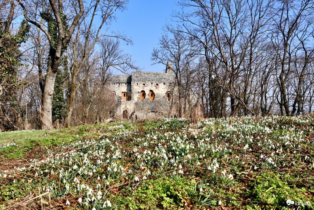 Somlóvár alatti hóvirágmező