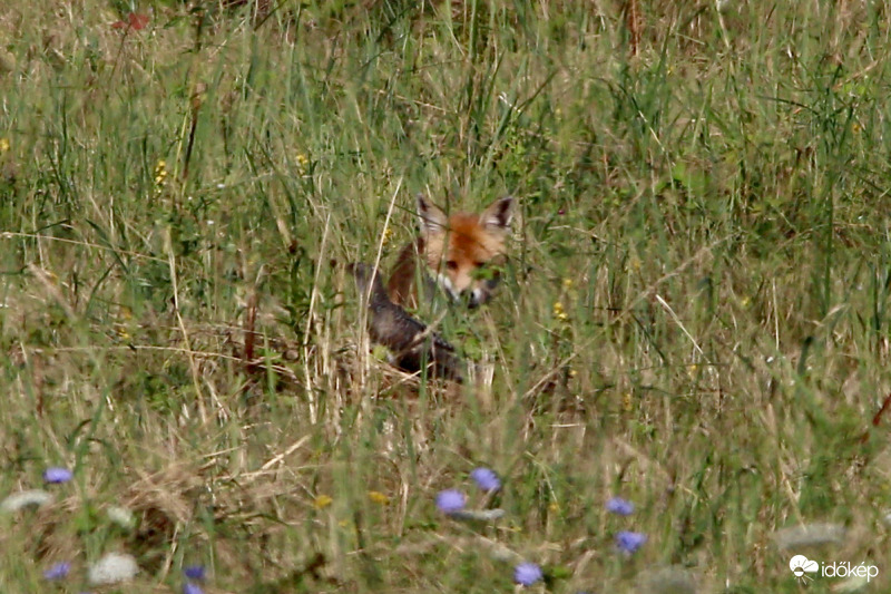 Kakukkra fáj a foga
