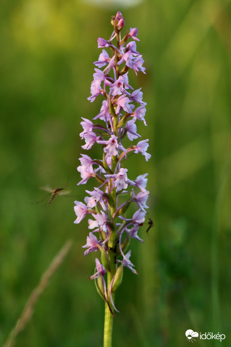 Szúnyoglábú bibircsvirág két szúnyoggal
