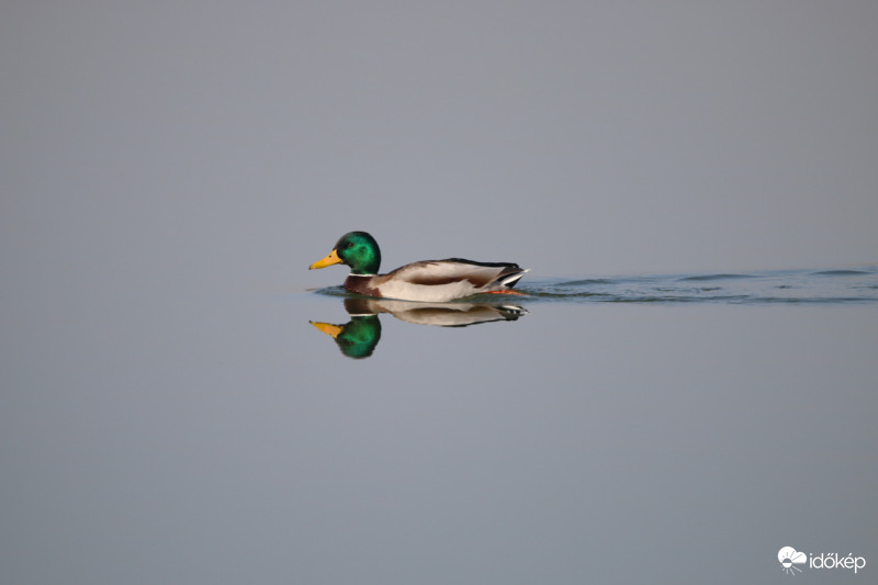 Tőkésréce a Naplás-tavon