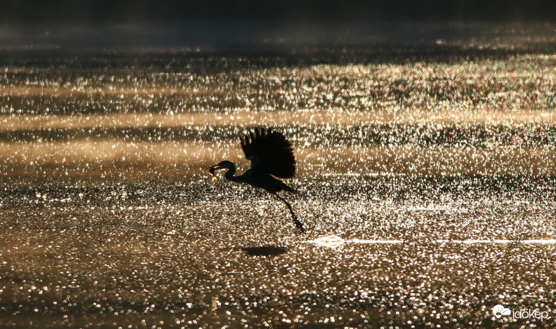 Szürke gém halat zsákmányol