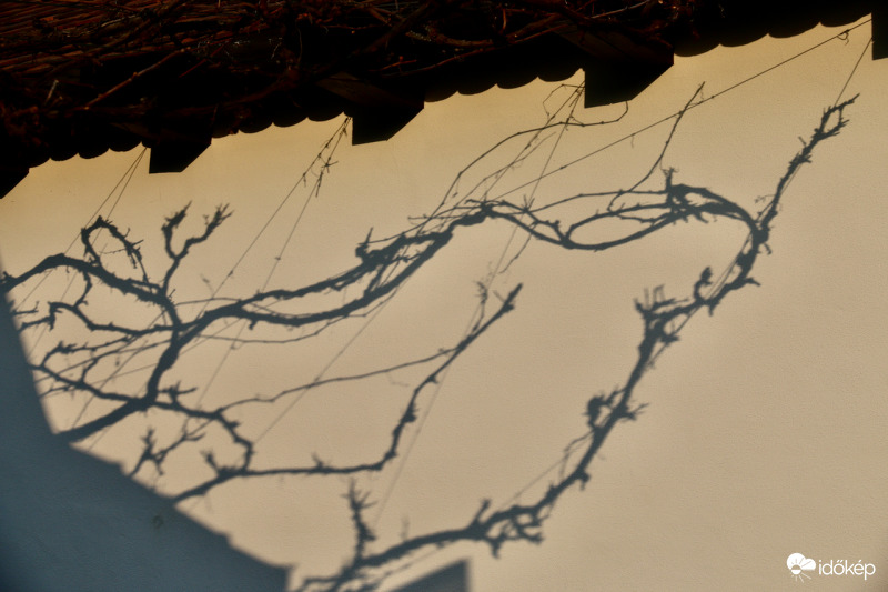 Szőlő árnyék - hollókői házfalon