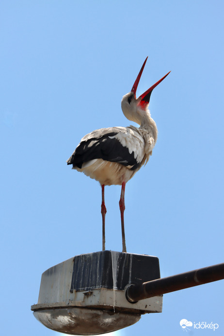 Kisgólya a nagy útra készülődve (Tiszafüred)