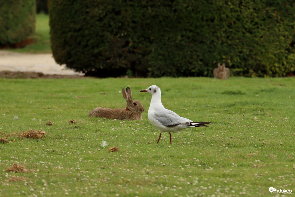 Biofűnyíró és a pásztor