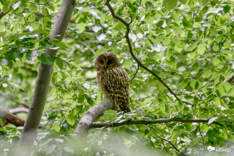 Uráli bagoly a Bükkben