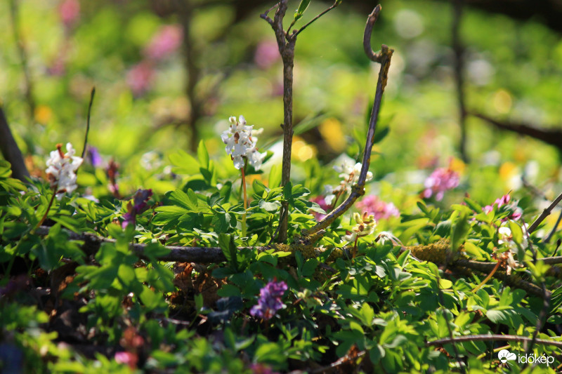Eközben a természet (emberektől távol)