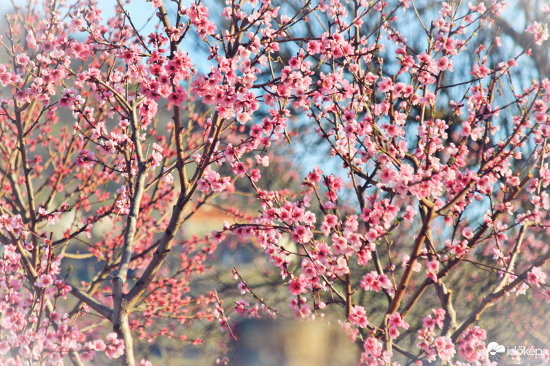 Tavasz, én így szeretlek!