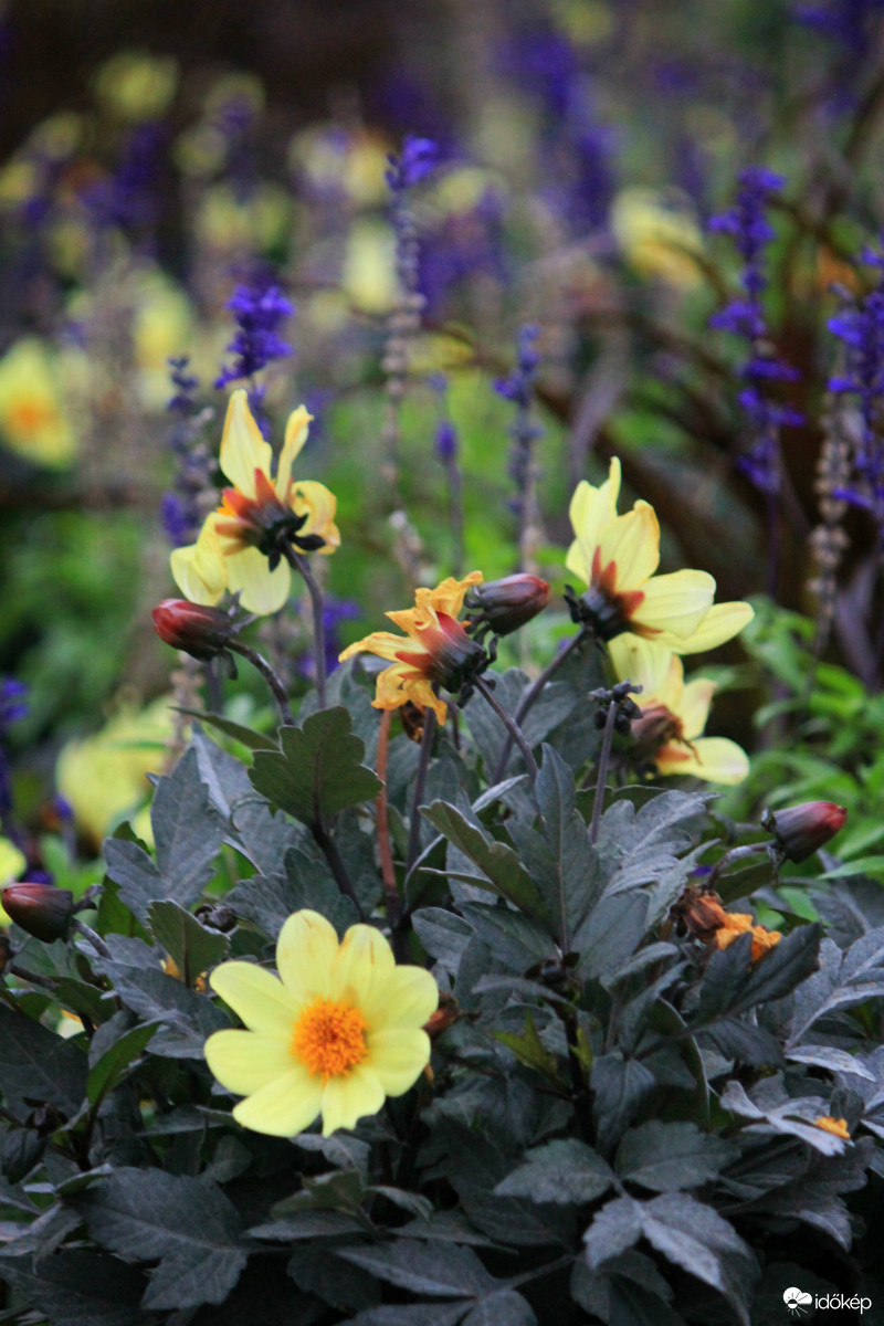 Veszprémi színkavalkád