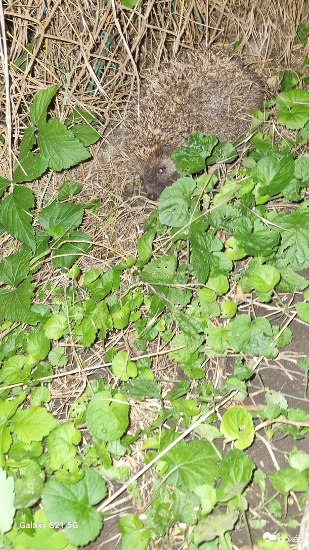 Észlelési fényképek