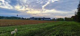 vizesmacska fotója