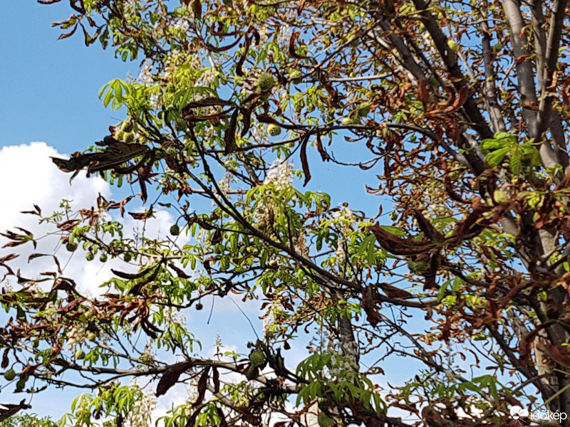 Észlelési fényképek