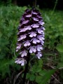 Bíboros kosbor (Orchis purpurea)