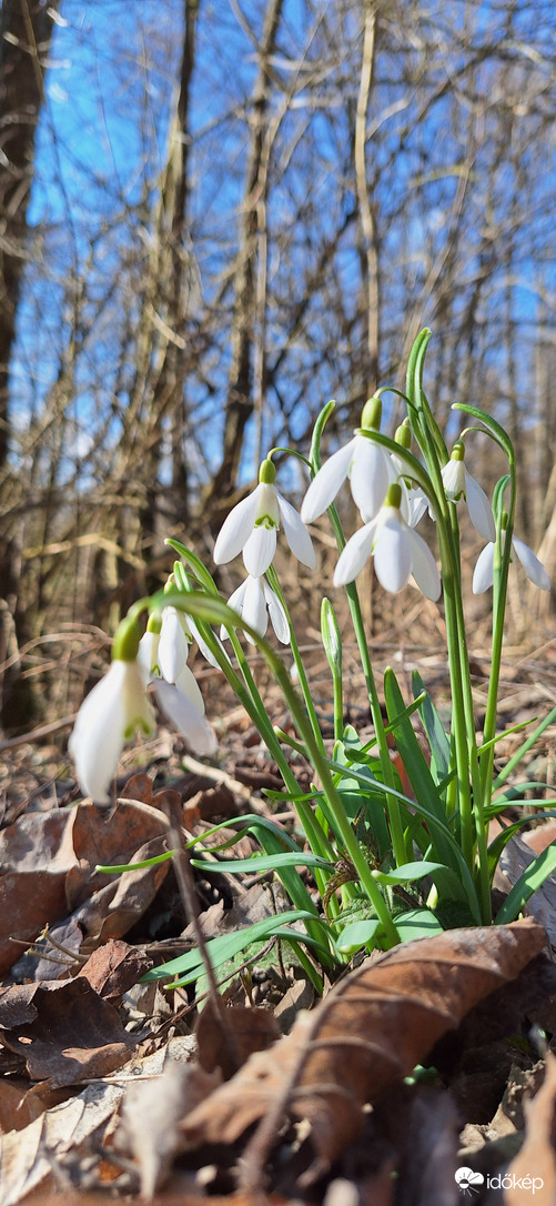 Észlelési fényképek