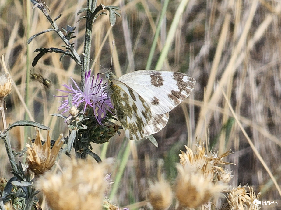 Természet