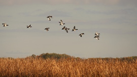 Felröppenő kontyos récék