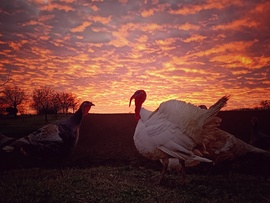 Gyönyörű naplemente 