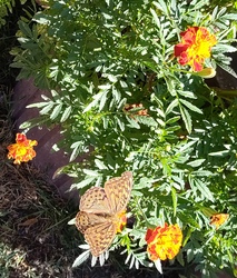 Zöldes gyöngyházlepke