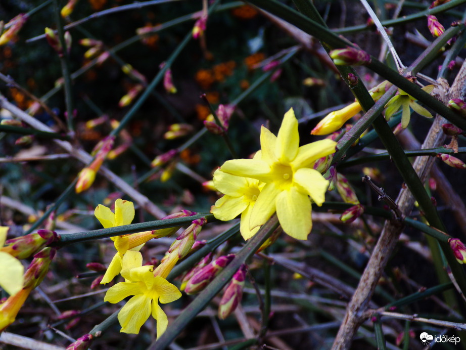 Téli jázmin - 2