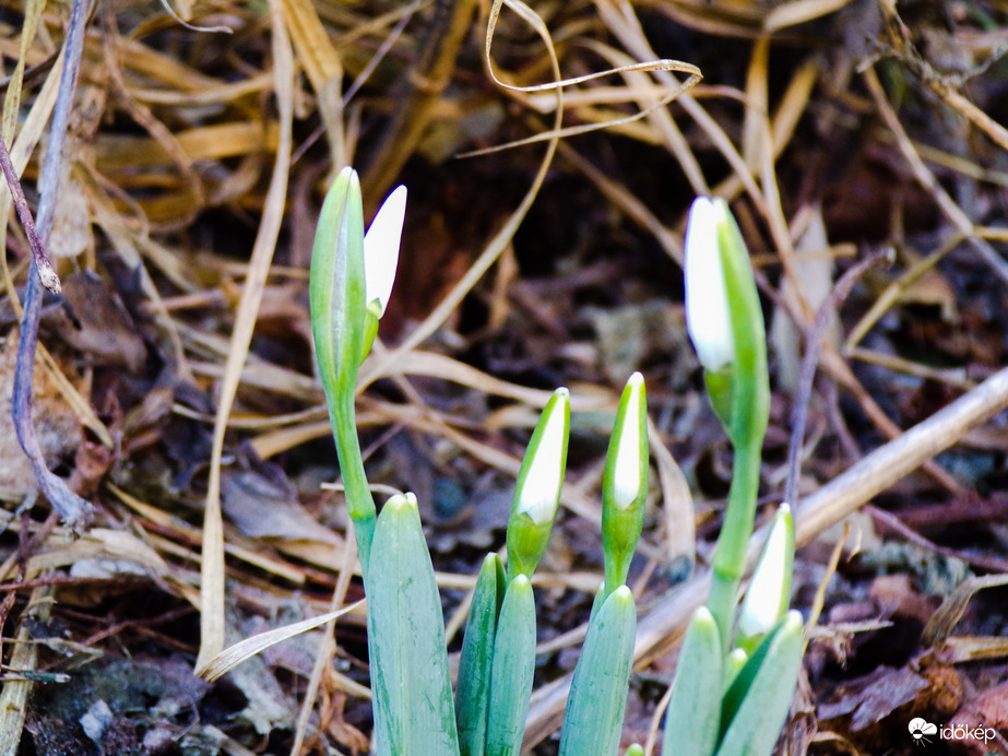 Nyíló hóvirágok