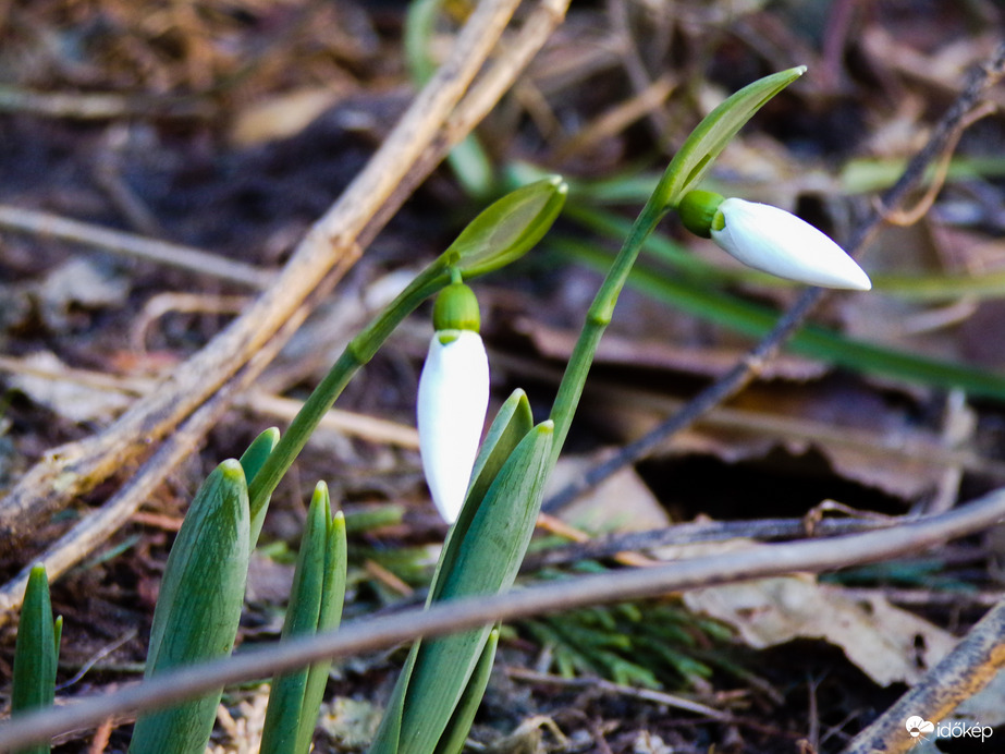 Nyíló hóvirágok - 2